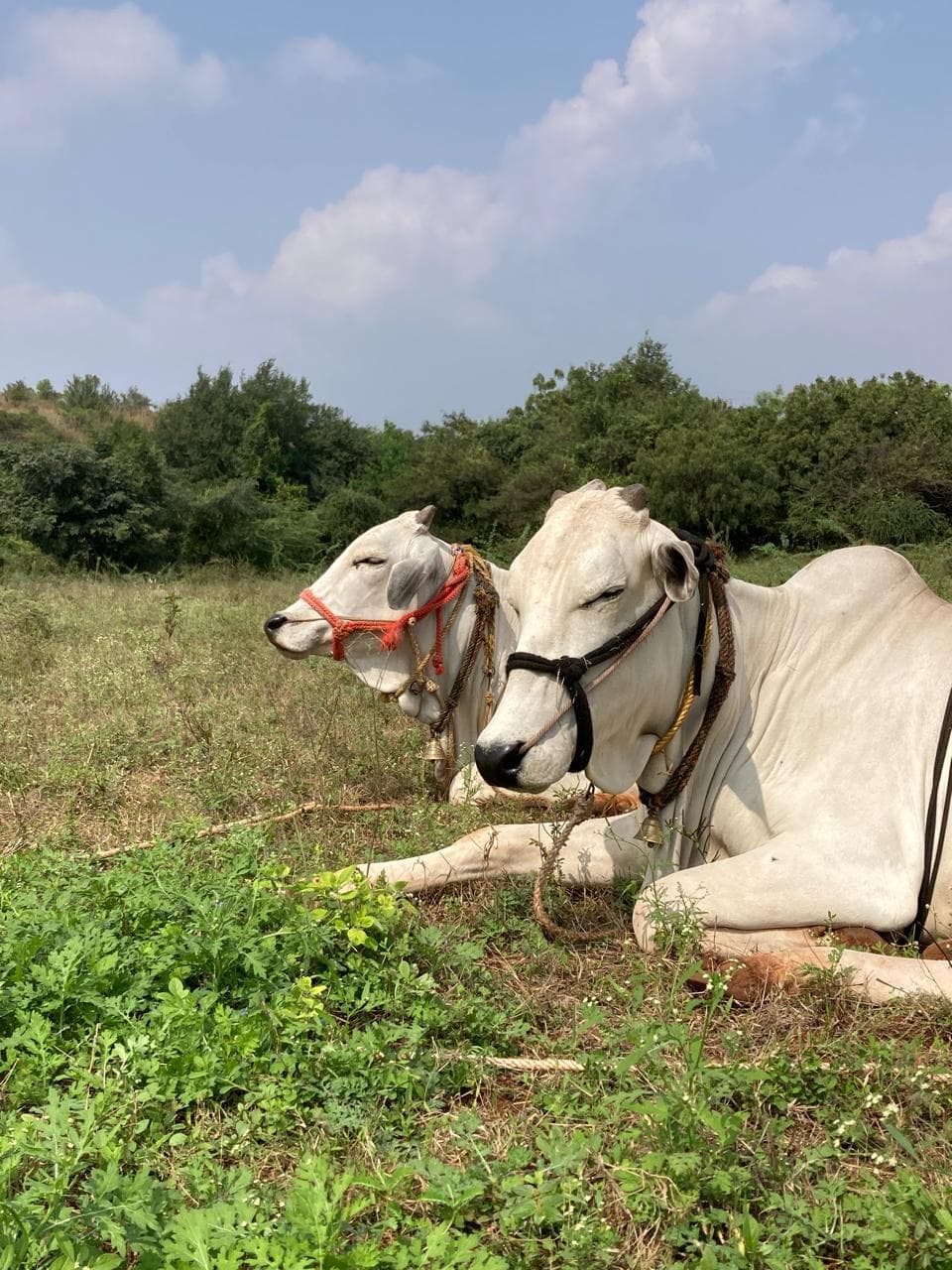 Cows and calves at Kalpataru Gaushala — photo 1