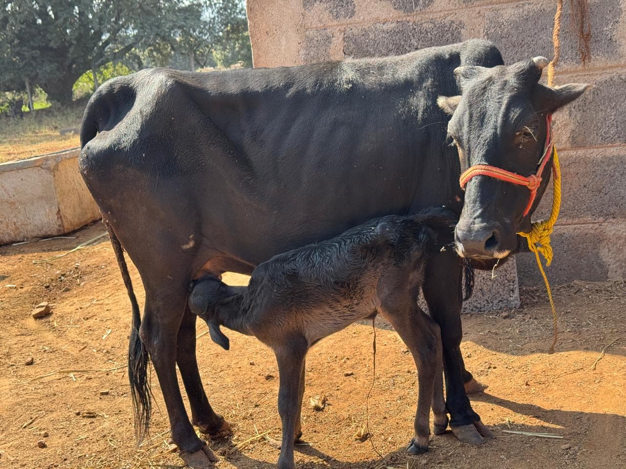 Cows and calves at Kalpataru Gaushala — photo 10