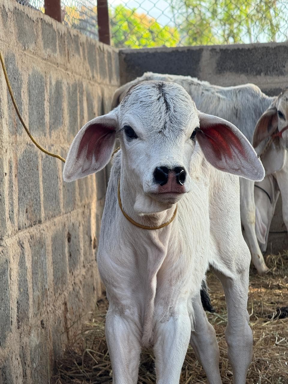 Cows and calves at Kalpataru Gaushala — photo 11