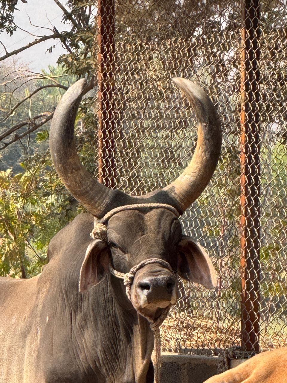 Cows and calves at Kalpataru Gaushala — photo 12