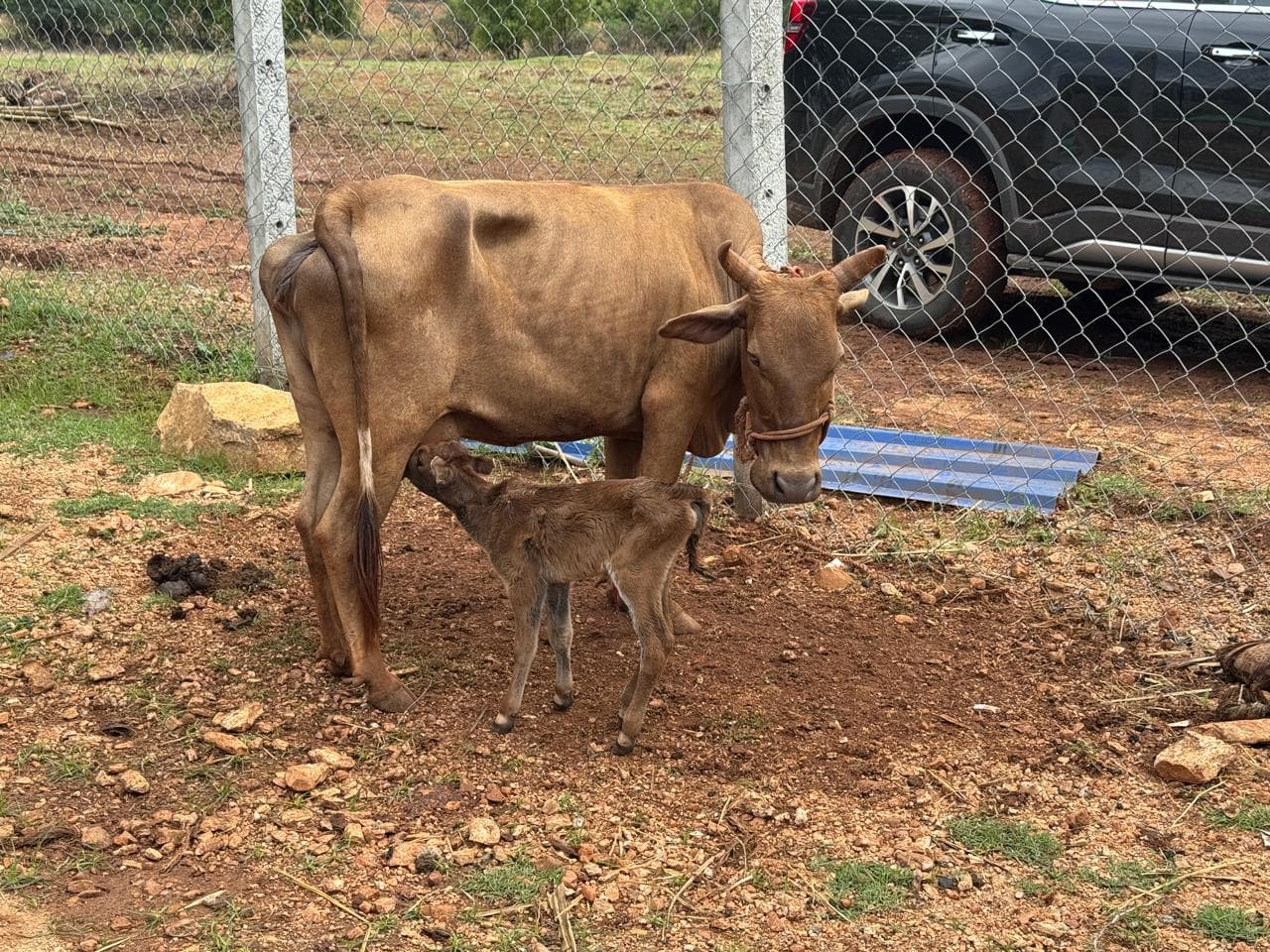 Cows and calves at Kalpataru Gaushala — photo 13