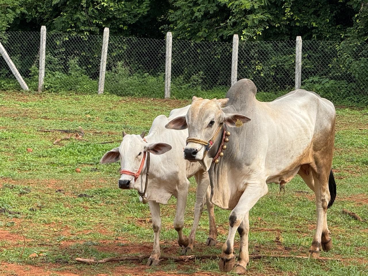 Cows and calves at Kalpataru Gaushala — photo 15