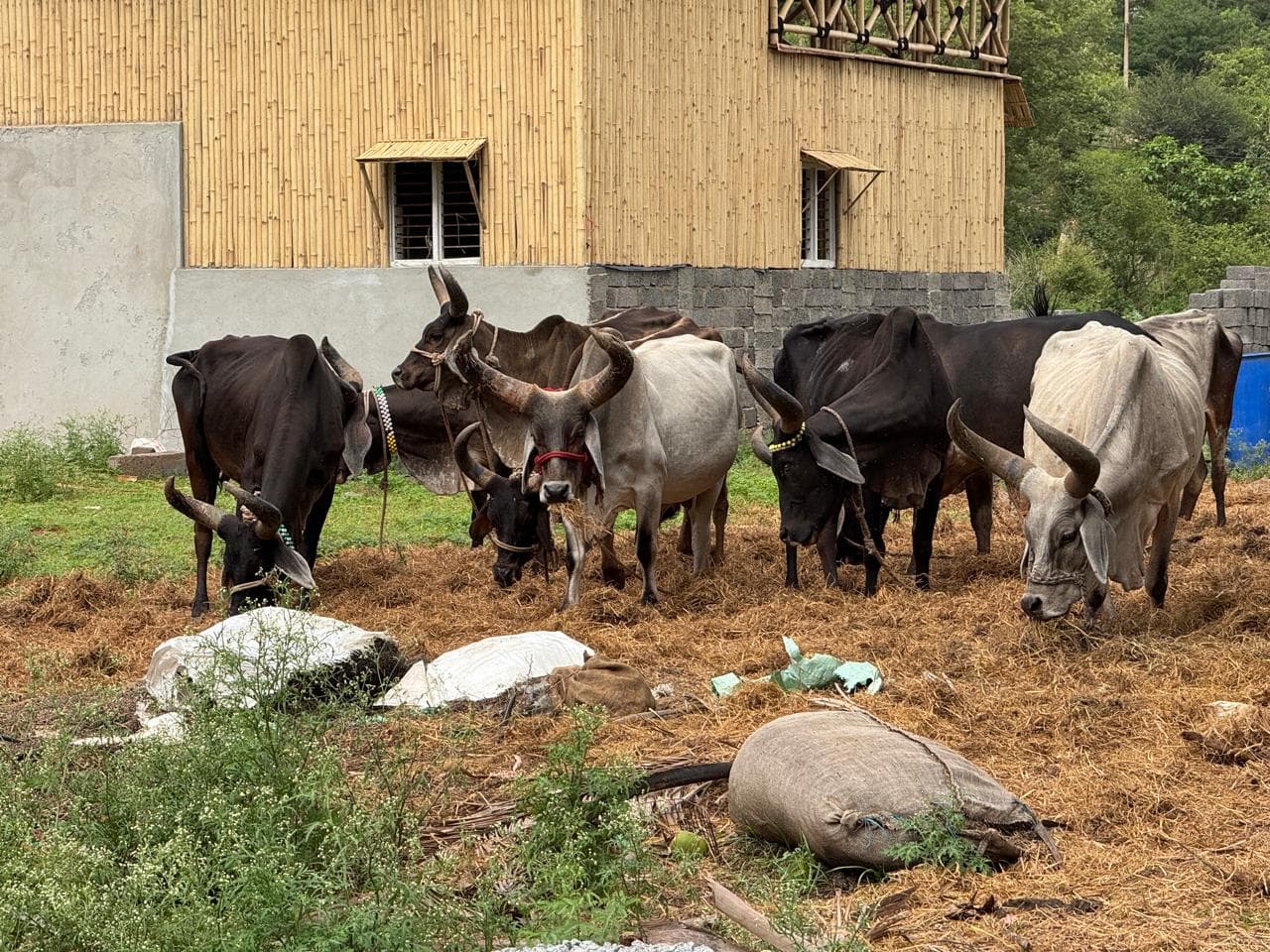 Cows and calves at Kalpataru Gaushala — photo 16