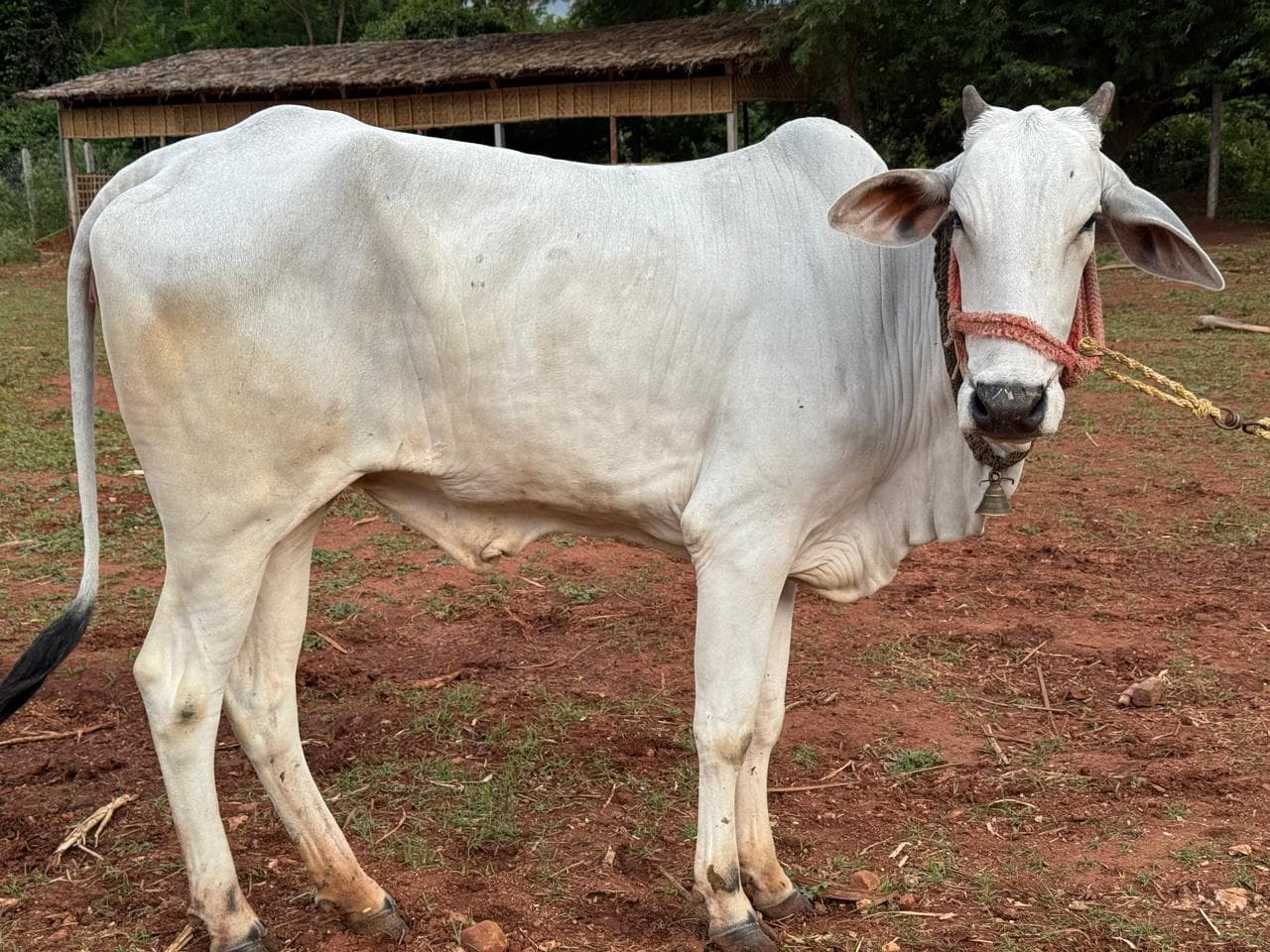 Cows and calves at Kalpataru Gaushala — photo 17