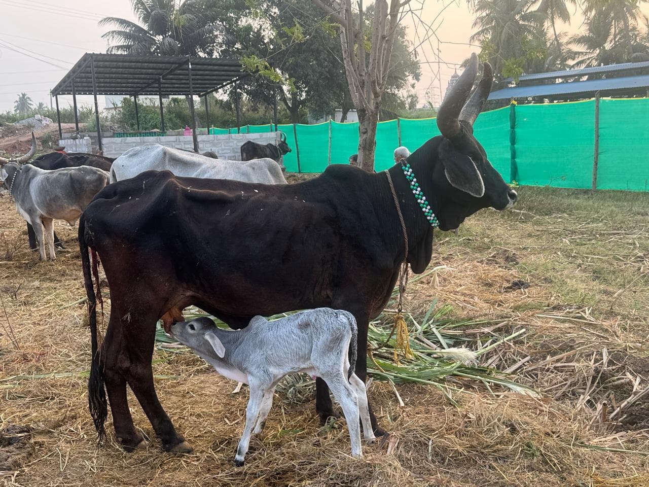Cows and calves at Kalpataru Gaushala — photo 18