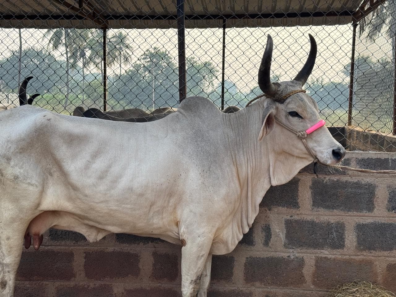 Cows and calves at Kalpataru Gaushala — photo 2