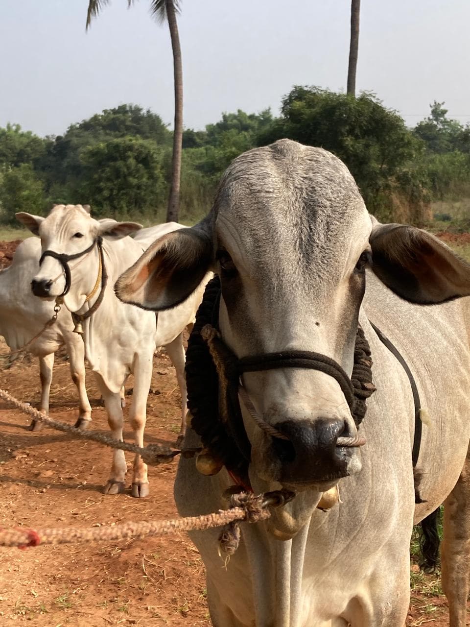 Cows and calves at Kalpataru Gaushala — photo 3