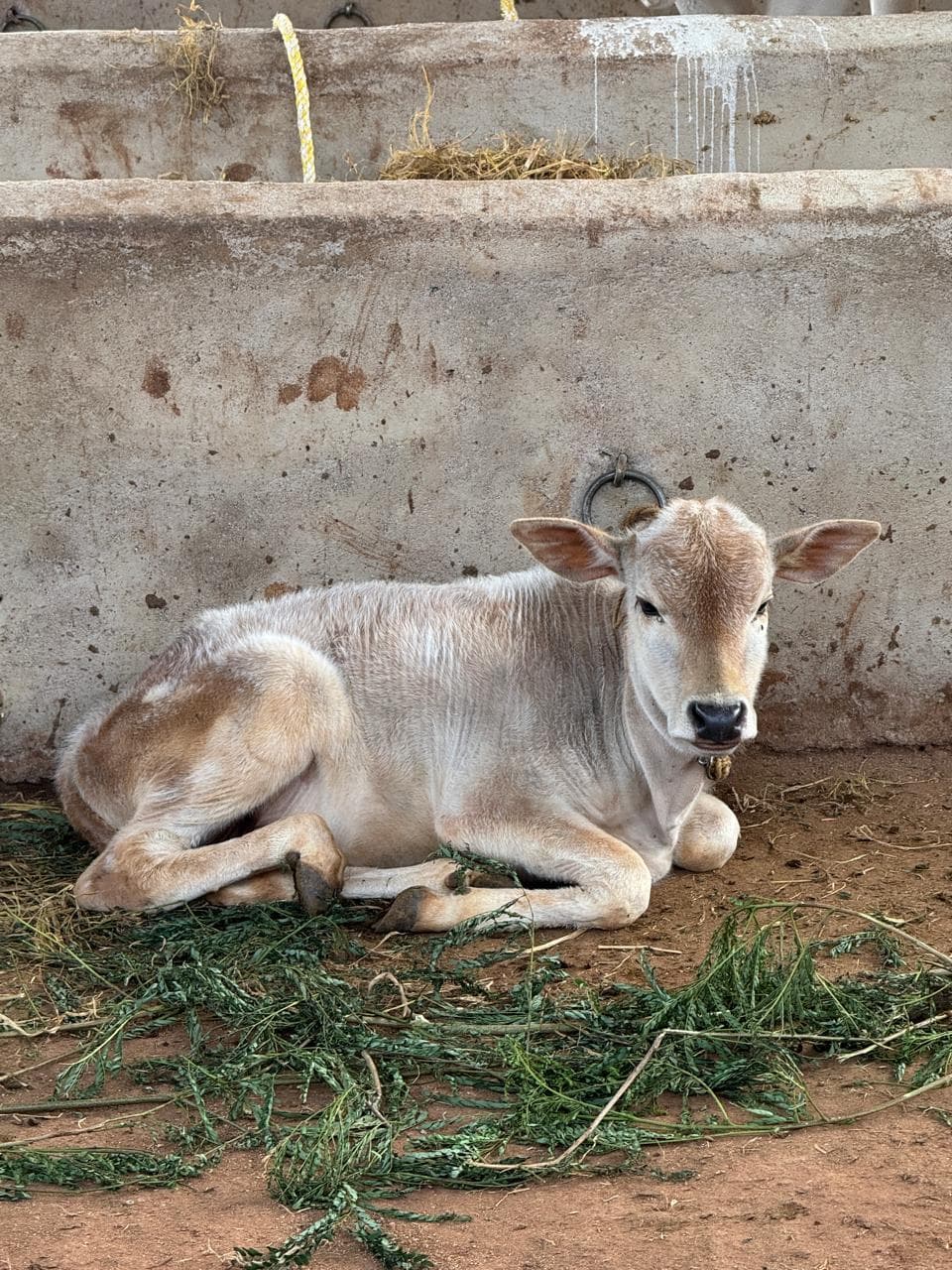 Cows and calves at Kalpataru Gaushala — photo 4