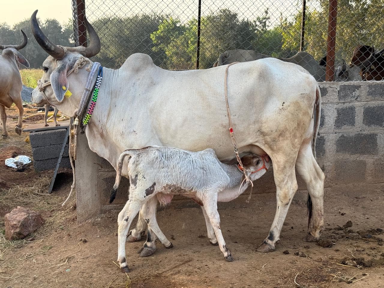 Cows and calves at Kalpataru Gaushala — photo 5
