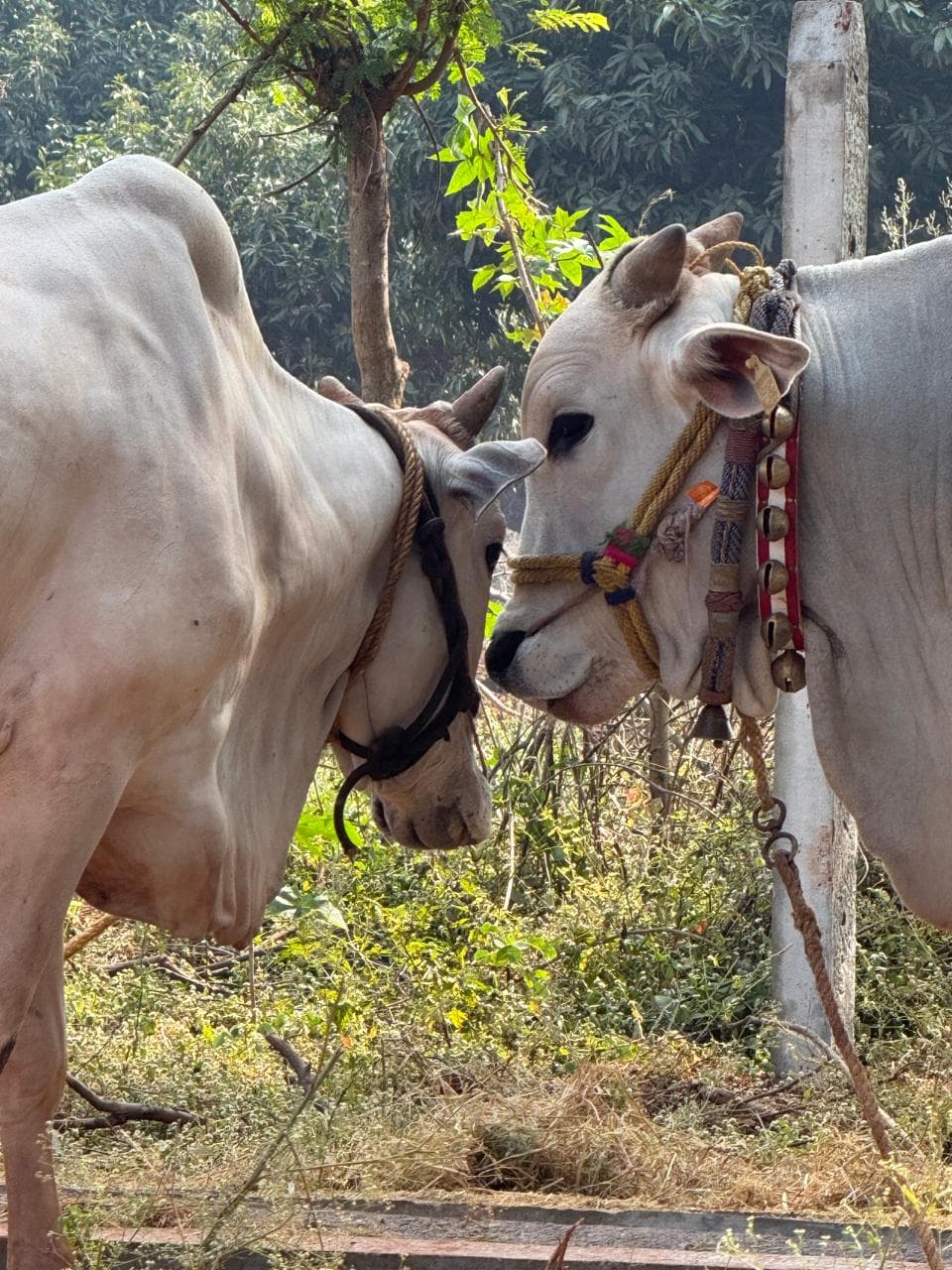 Cows and calves at Kalpataru Gaushala — photo 6