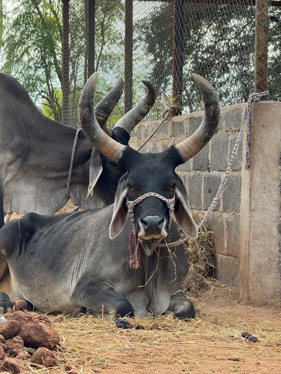 Cows and calves at Kalpataru Gaushala — photo 7