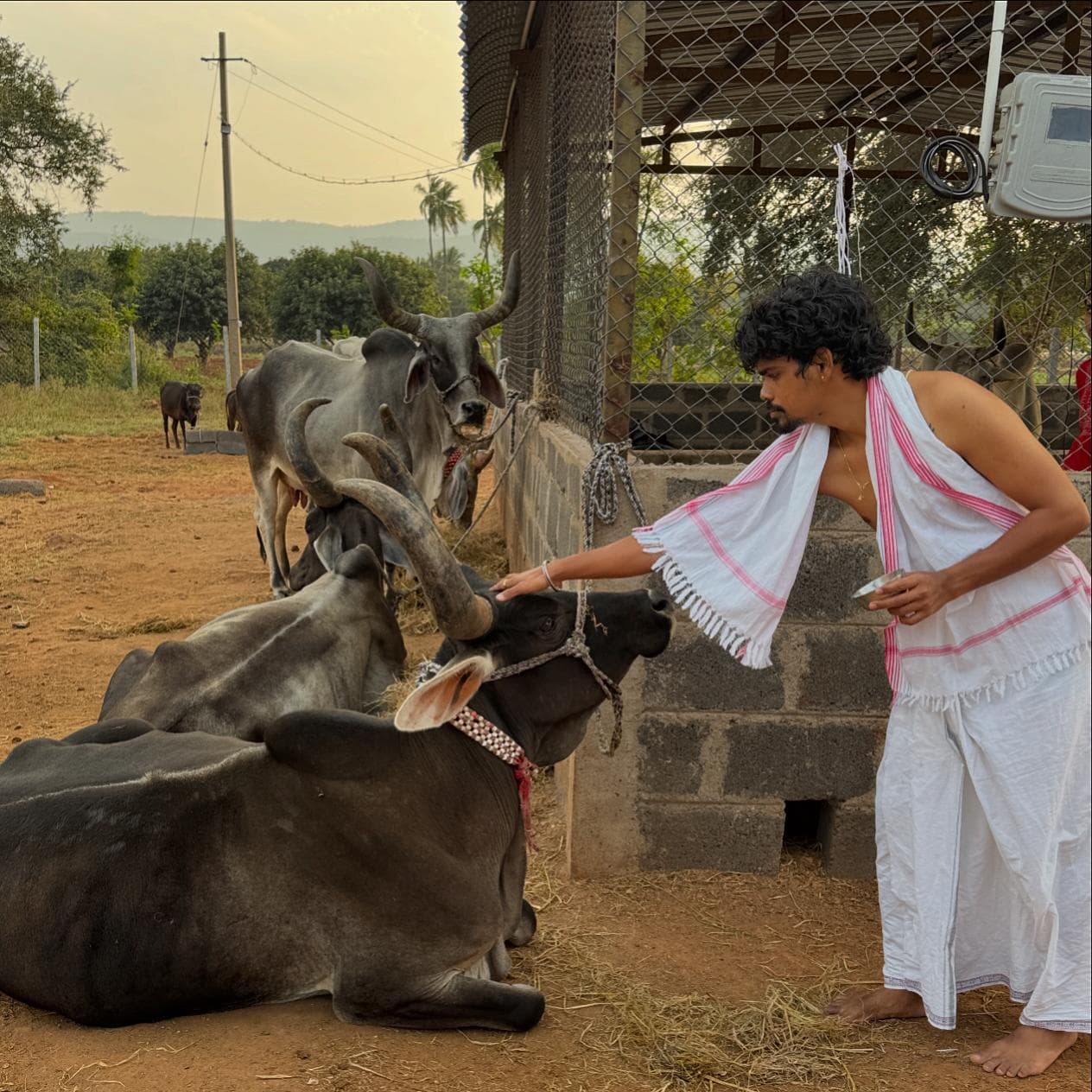 Cows and calves at Kalpataru Gaushala — photo 8
