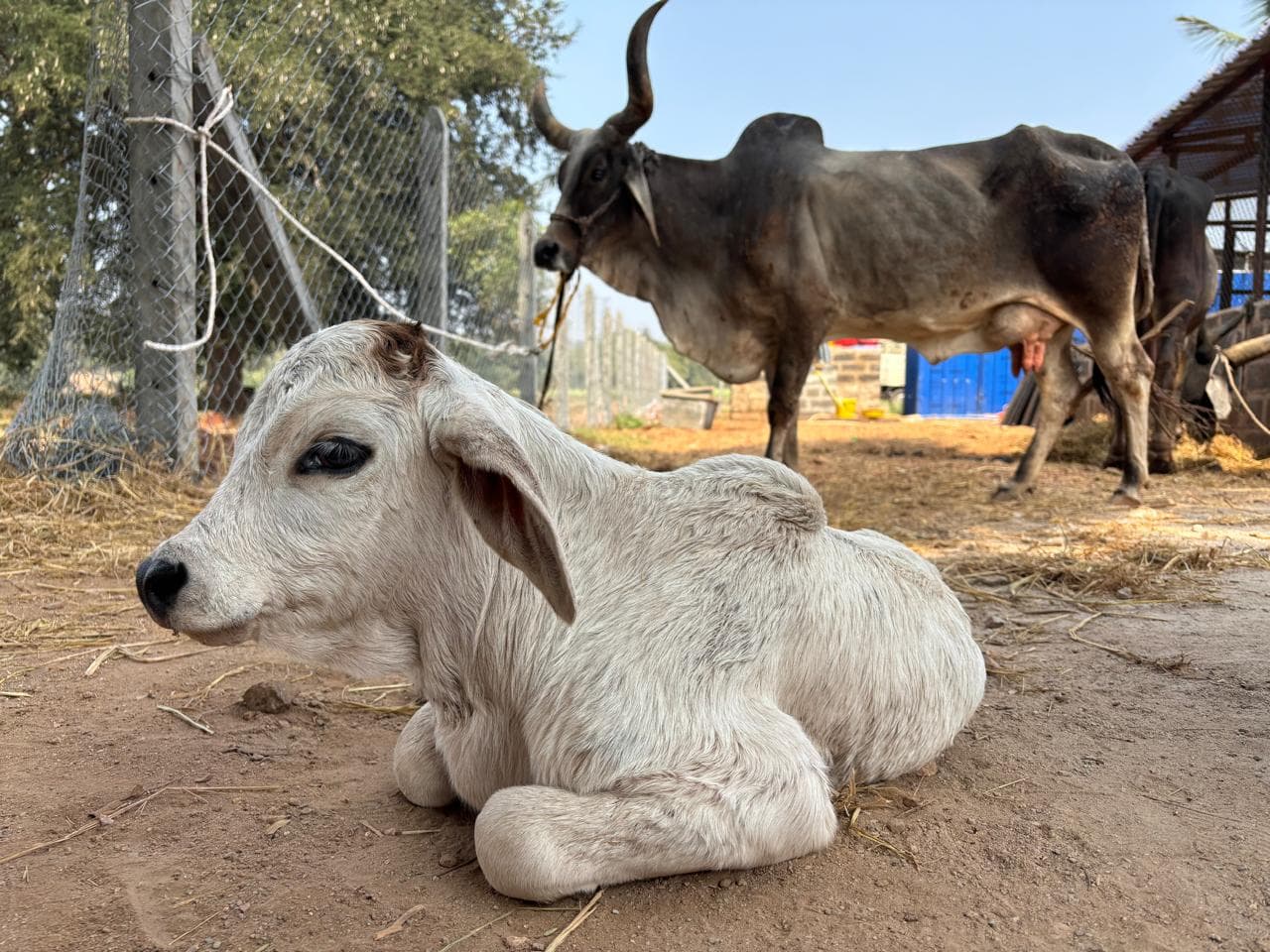 Cows and calves at Kalpataru Gaushala — photo 9